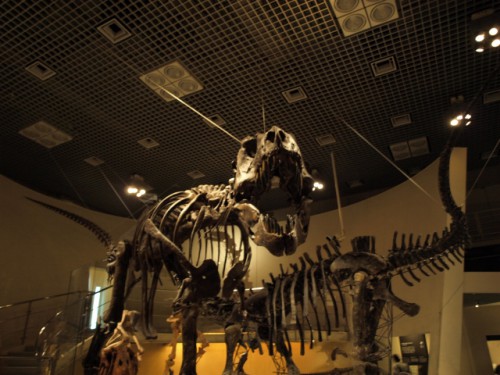 ティラノサウルス・レックスの化石