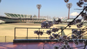 桜の咲く野球場