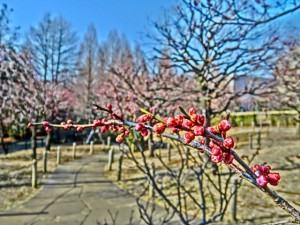 梅のつぼみと冬の公園