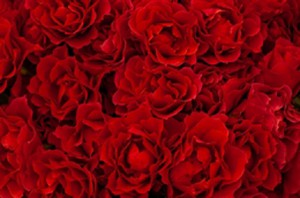 赤い薔薇の花言葉はあなたを愛してます