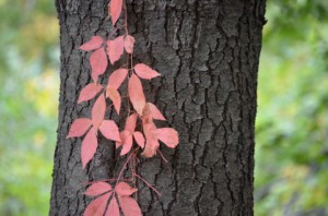 秋に紅葉したツタの葉