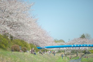 川沿いの桜並木をお花見