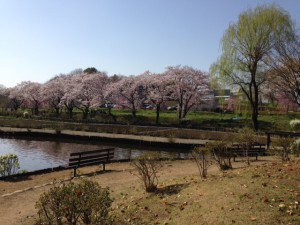 埼玉・上尾の丸山公園の池の桜