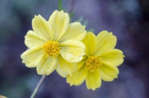 ビタミンカラーの黄色い花