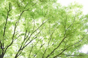 埼玉県の木・ケヤキの新緑