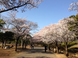埼玉・上尾の丸山公園の桜並木