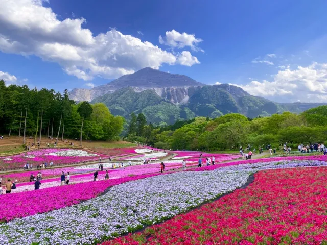 秩父 羊山公園の芝桜と武甲山