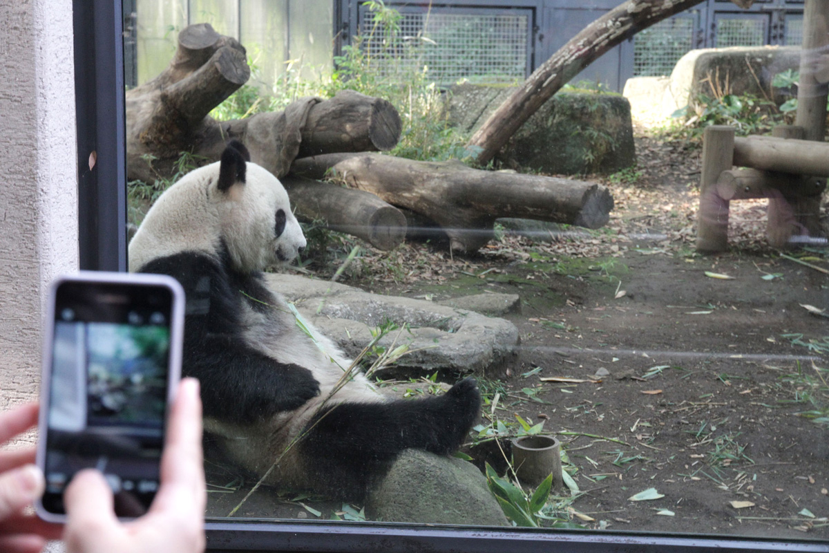 動物園デートでパンダを撮影