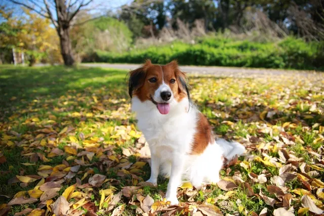 喫煙者同士の婚活成功ストーリー！犬好きカップルの結婚の画像