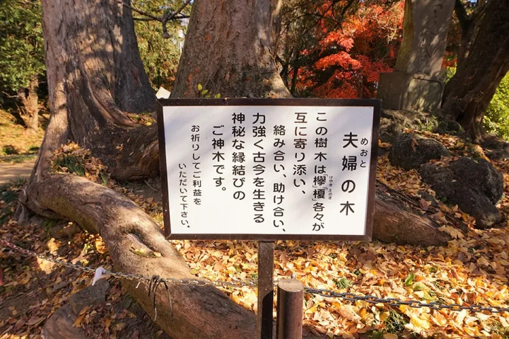 妻沼聖天山の夫婦の木と、縁結びの由来が書かれた説明看板。寄り添う木の根元に、静かに願いが込められている