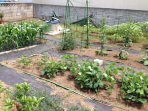 さいたま市にある家庭菜園