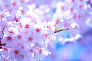 埼玉県営大宮公園の満開桜