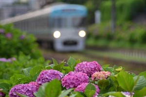 電車と梅雨の紫陽花