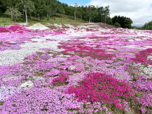 嬉しい忙しさ。お見合いでお花見がてらカップルで散歩！の画像