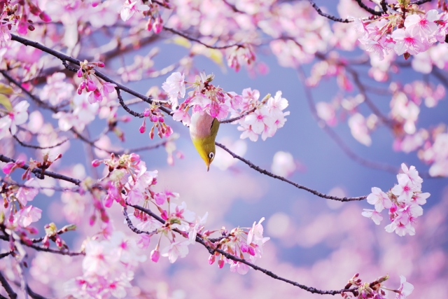 得意のバタバタ！風景写真が趣味の男性会員さんから桜の写真の画像