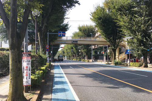 埼大通りケヤキの街路樹のグリーンフェンス